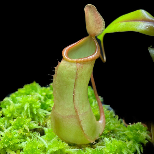 Nepenthes ventricosa (f) x tentaculata