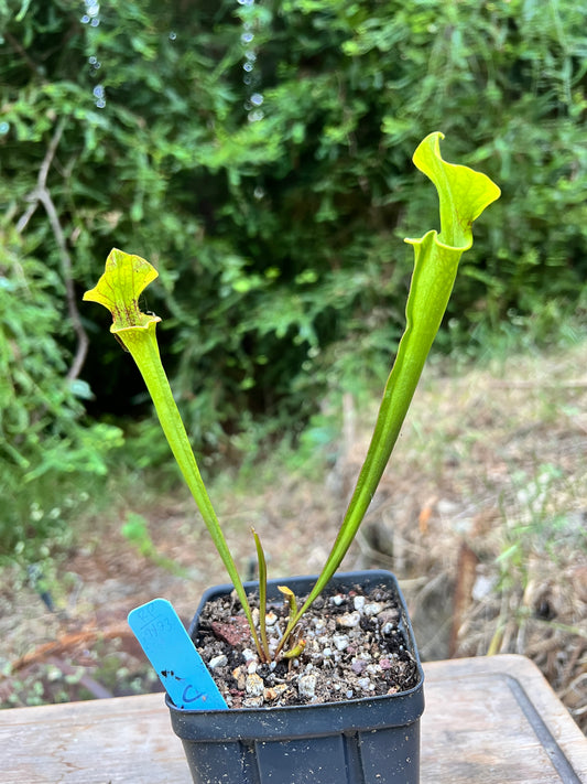 Sarracenia ×moorei x 'Hot Lips' - Cloud Forest Flora