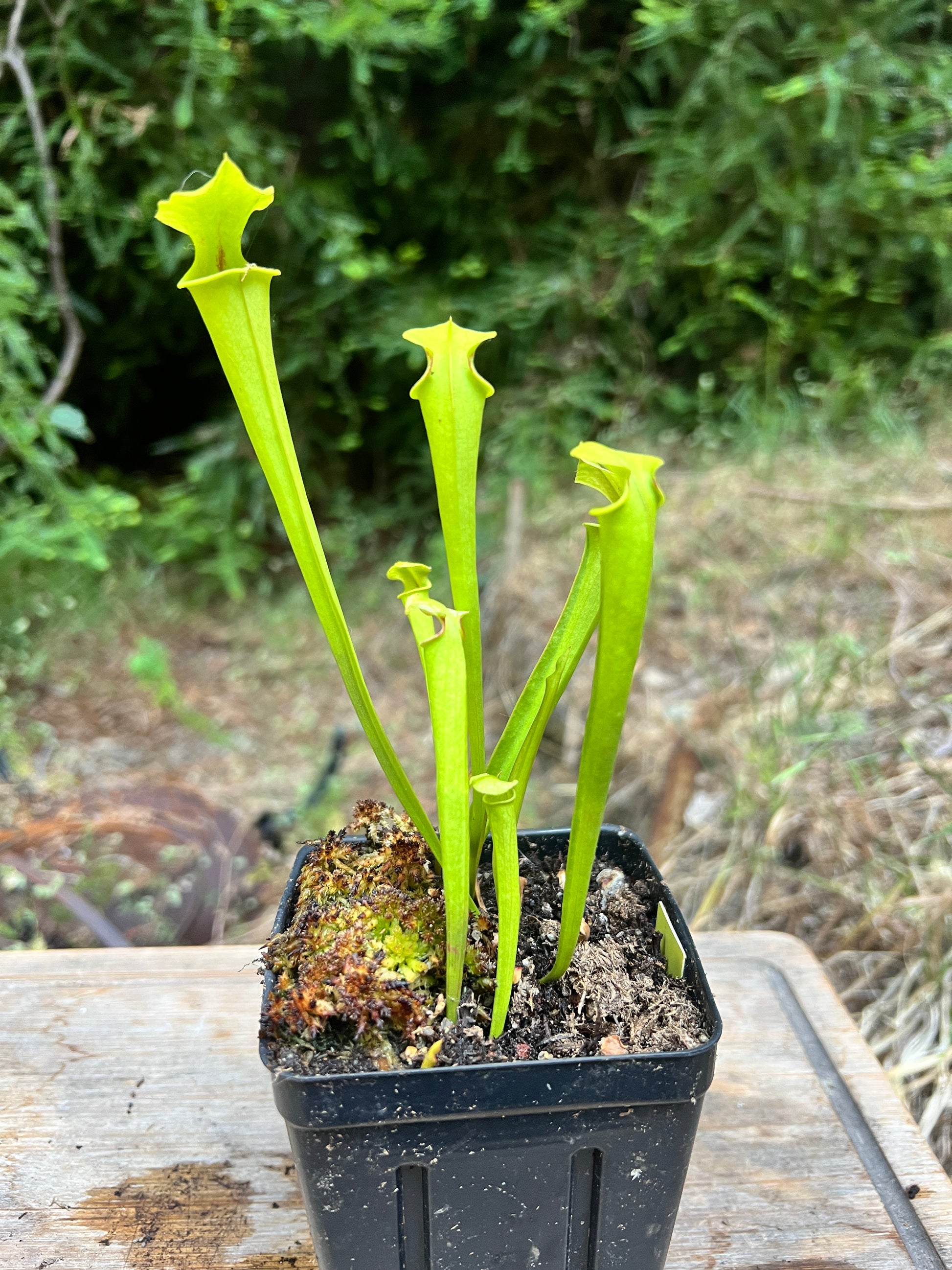 Sarracenia Leah Wilkerson x Adrian Slack - Cloud Forest Flora