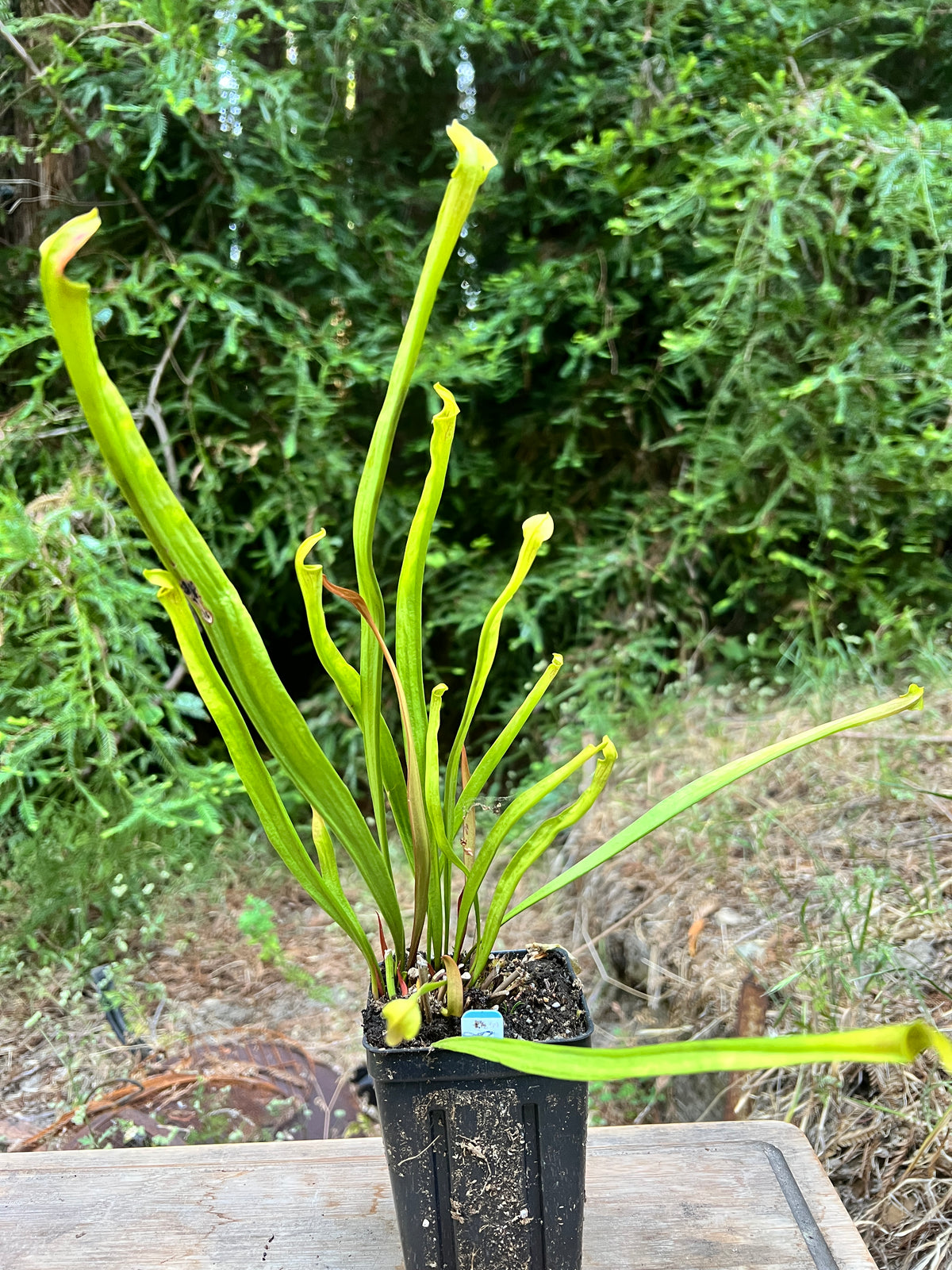 Sarracenia alata - Cloud Forest Flora
