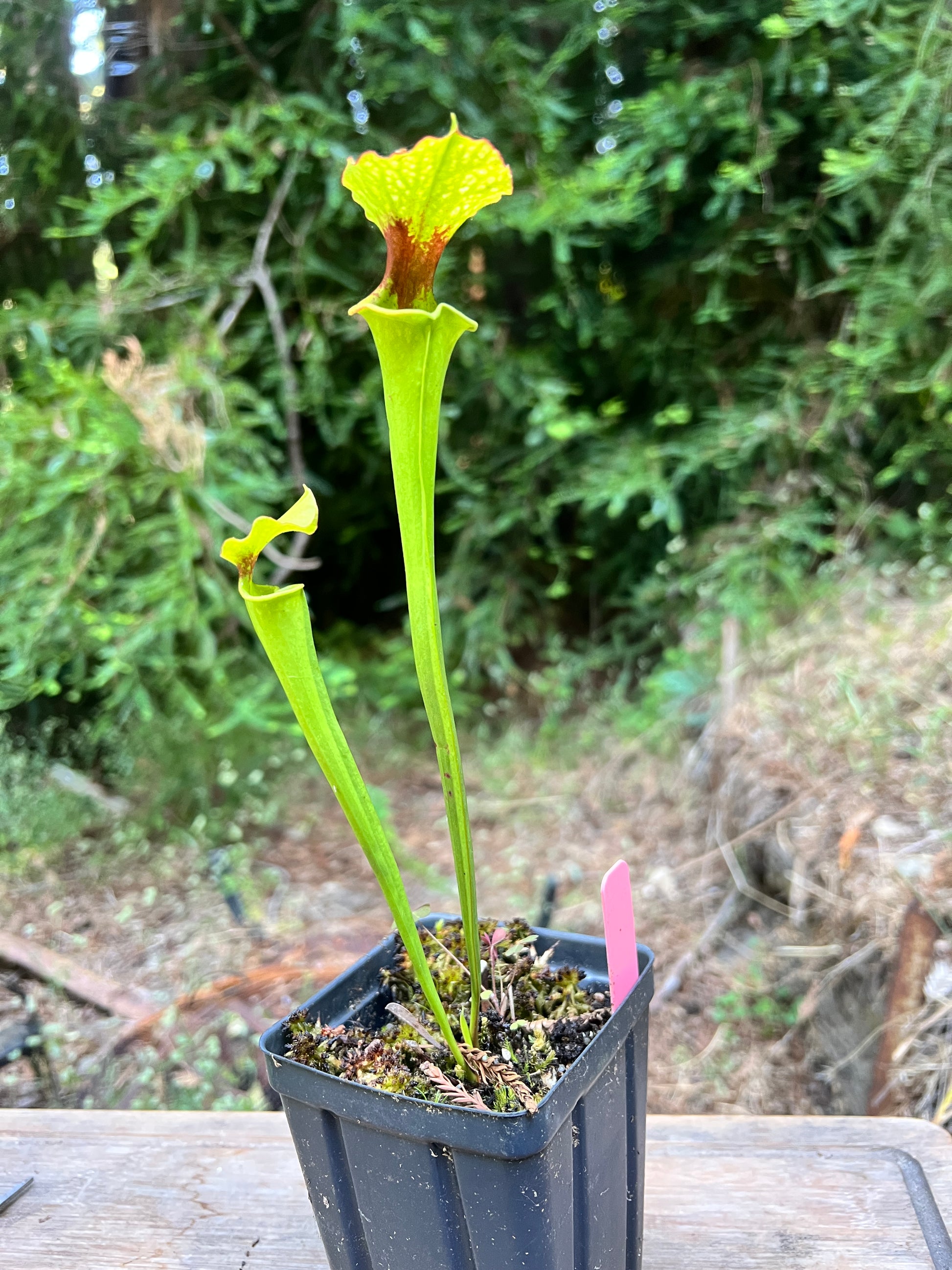 Sarracenia 'Leah Wilkerson' x self - Cloud Forest Flora