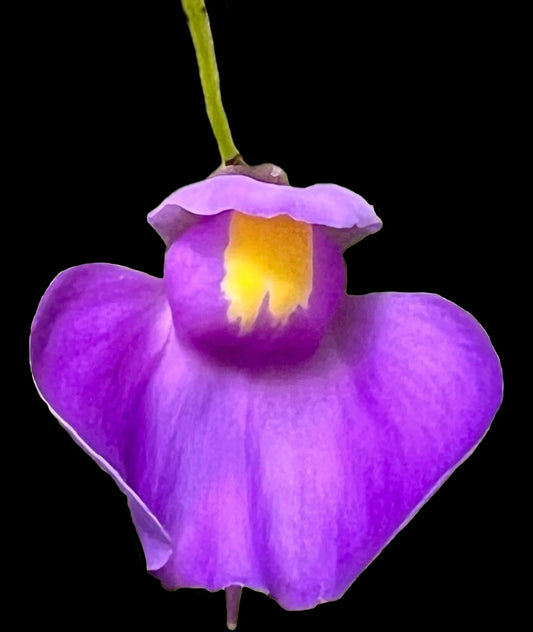 Utricularia longifolia