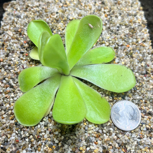 Small green butterwort plant on a bed of small stones with a quarter for scale.