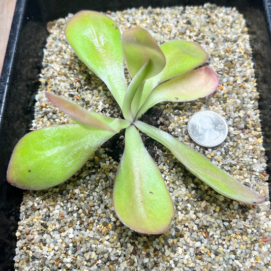 Pinguicula gigantea x agnata "Scented Flower" Specimen - Cloud Forest Flora