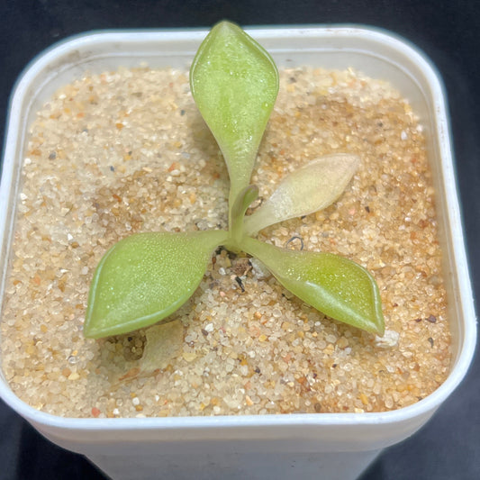Pinguicula ‘Titan’ - Cloud Forest Flora