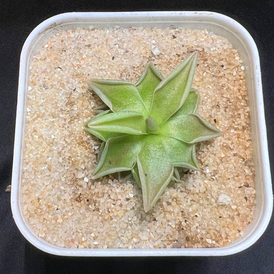 Pinguicula “Estrellita” - Cloud Forest Flora