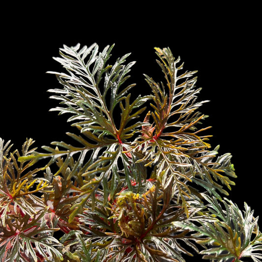 Begonia bipinnatifida