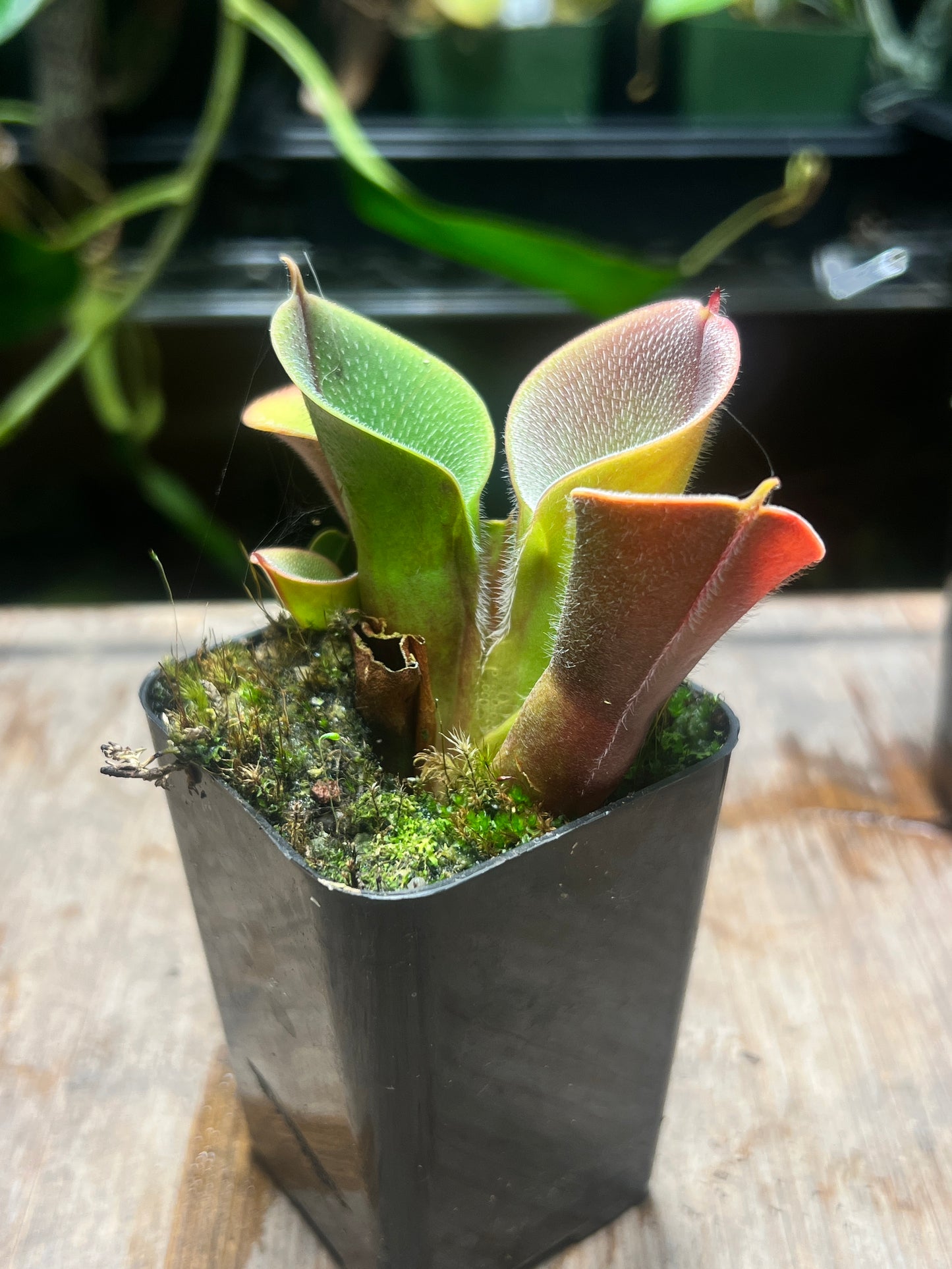 Heliamphora minor var. pilosa (Auyan Tepui) - Cloud Forest Flora