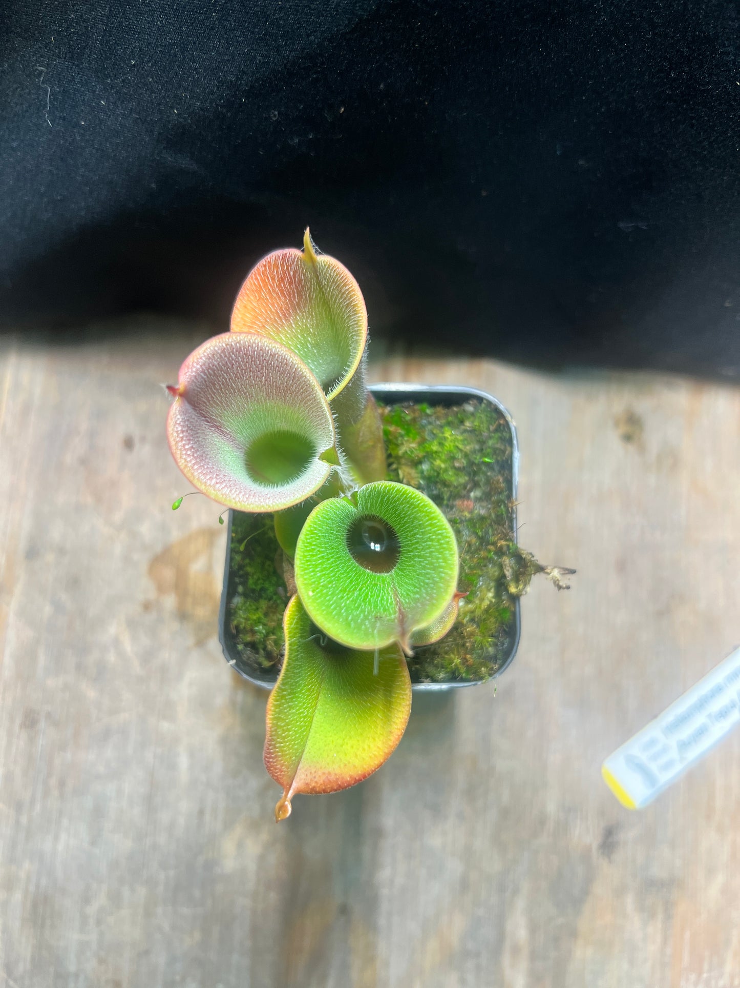Heliamphora minor var. pilosa (Auyan Tepui) - Cloud Forest Flora