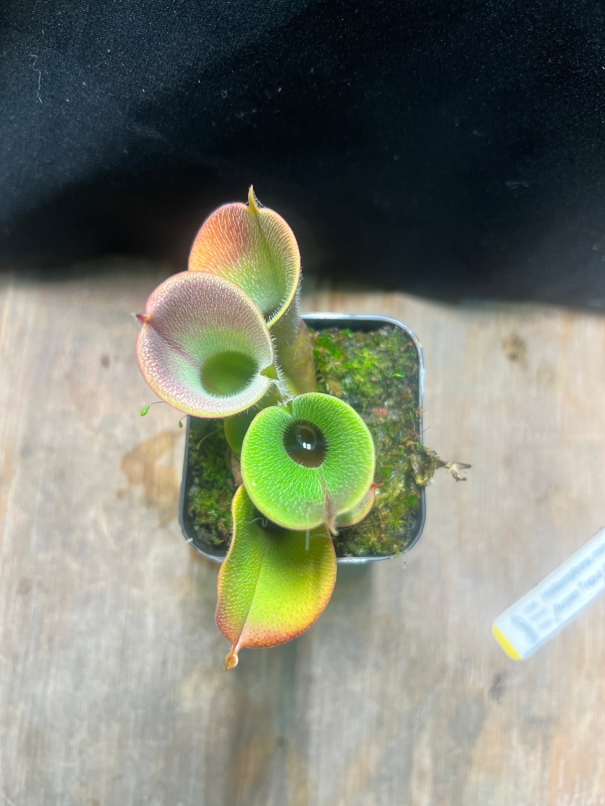 Heliamphora minor var. pilosa (Auyan Tepui) - Cloud Forest Flora