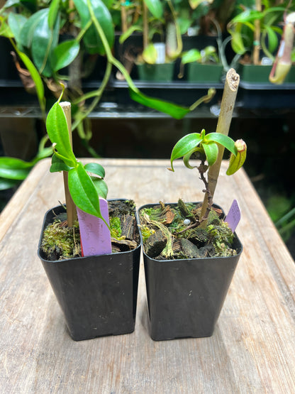 Nepenthes inermis x aristolochioides (Gng. Talang) BCP-N387 - Cloud Forest Flora