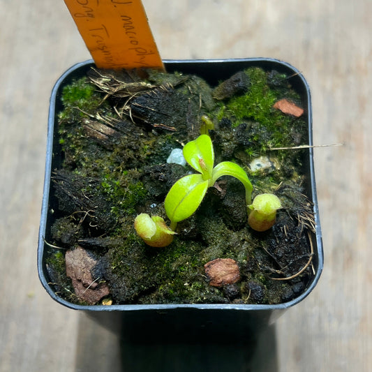 Nepenthes macrophylla Gng. Trusmadi BCP - Cloud Forest Flora