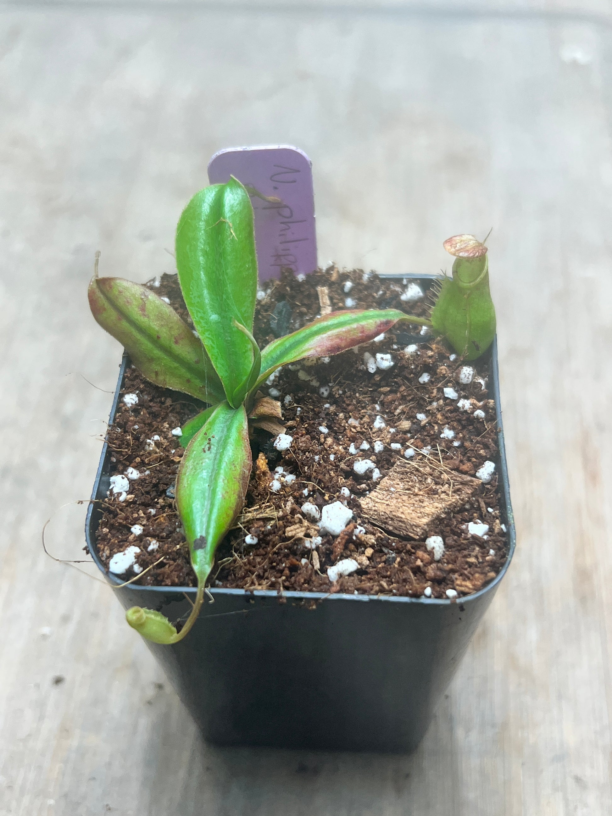 Nepenthes philippinensis BCP-N1071 - Cloud Forest Flora