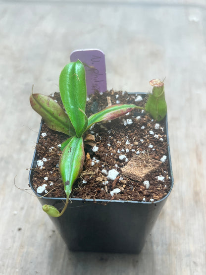 Nepenthes philippinensis BCP-N1071 - Cloud Forest Flora