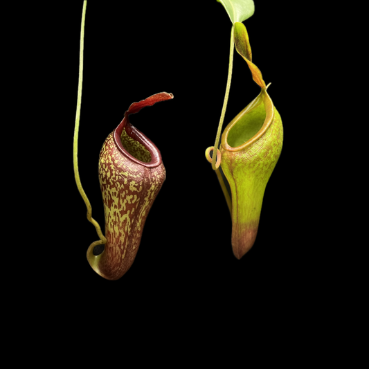 Nepenthes inermis x aristolochioides (Gng. Talang) BCP-N387 - Cloud Forest Flora