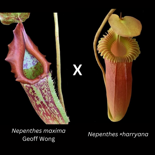 Nepenthes maxima x ×harryana - Cloud Forest Flora