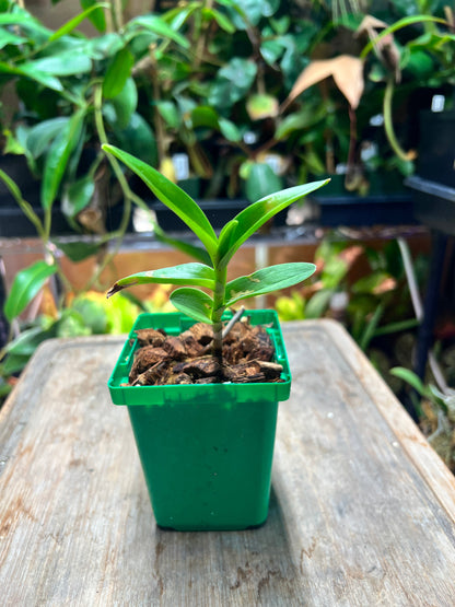 Epidendrum “Yellow” - Cloud Forest Flora