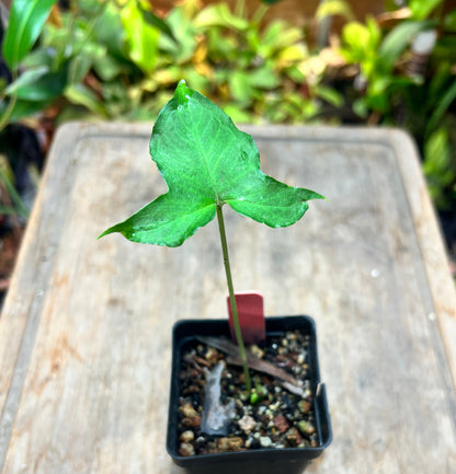 Pinellia tripartita