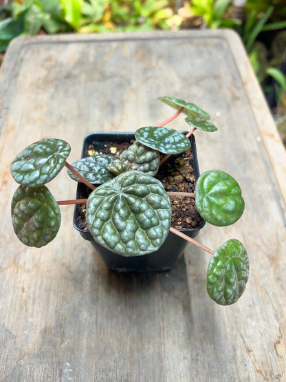 Peperomia caperata 'Greyhound'