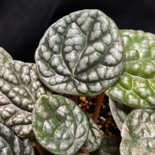 Peperomia caperata 'Greyhound'
