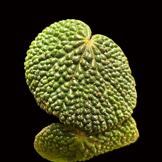Begonia bullatifolia