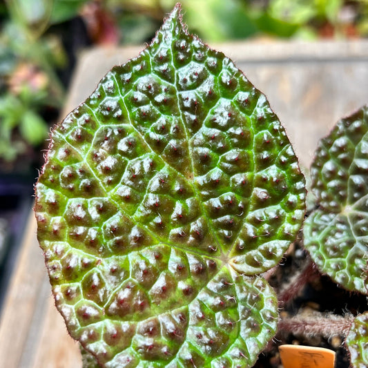 Begonia 'Steve's Leaves Texas Shield'