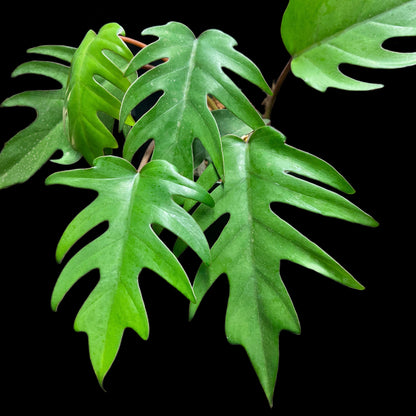 Philodendron mayoi
