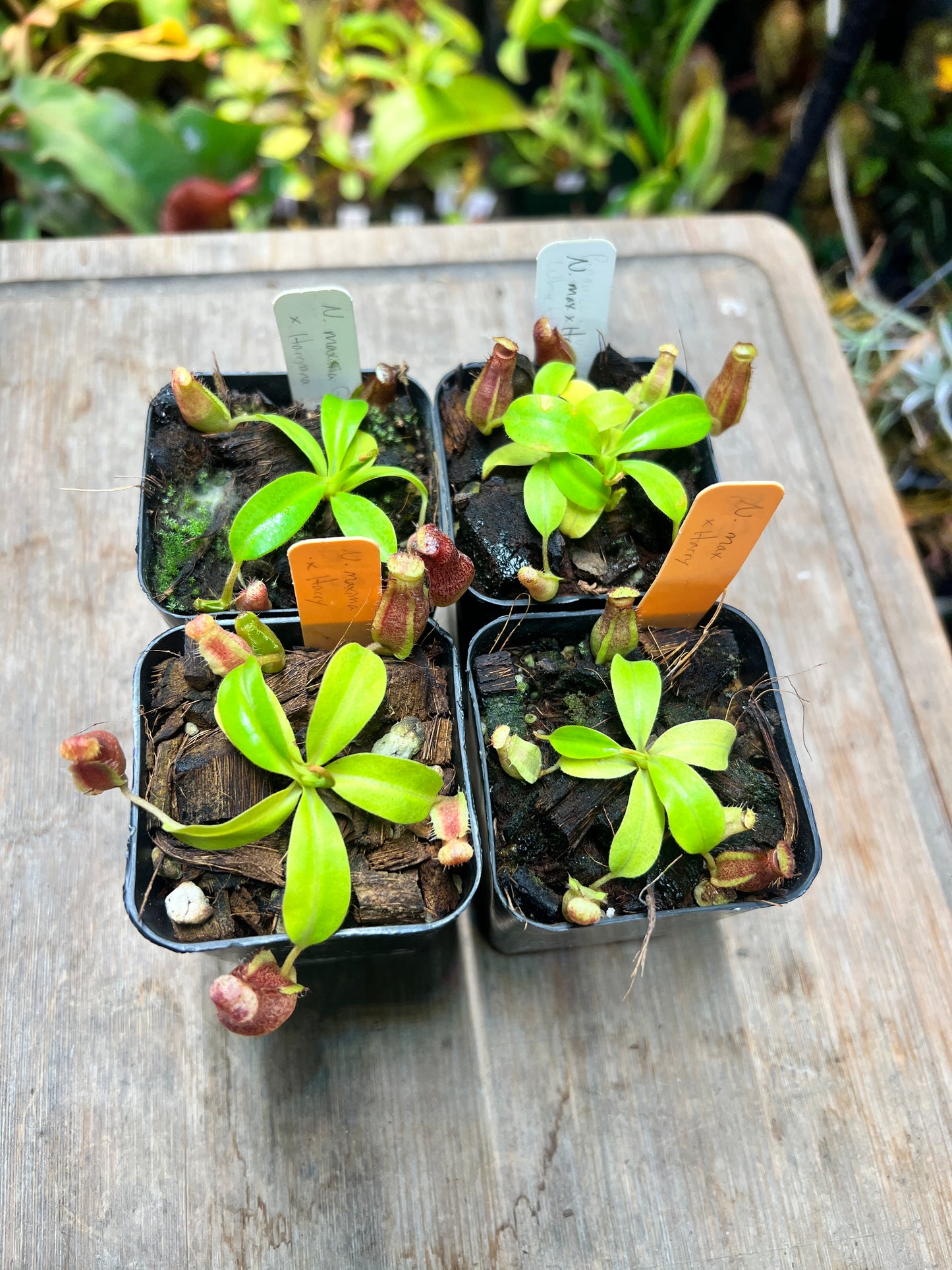 Nepenthes maxima x ×harryana