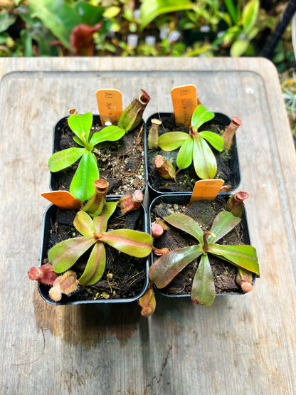 Nepenthes suratensis x veitchii KC-211