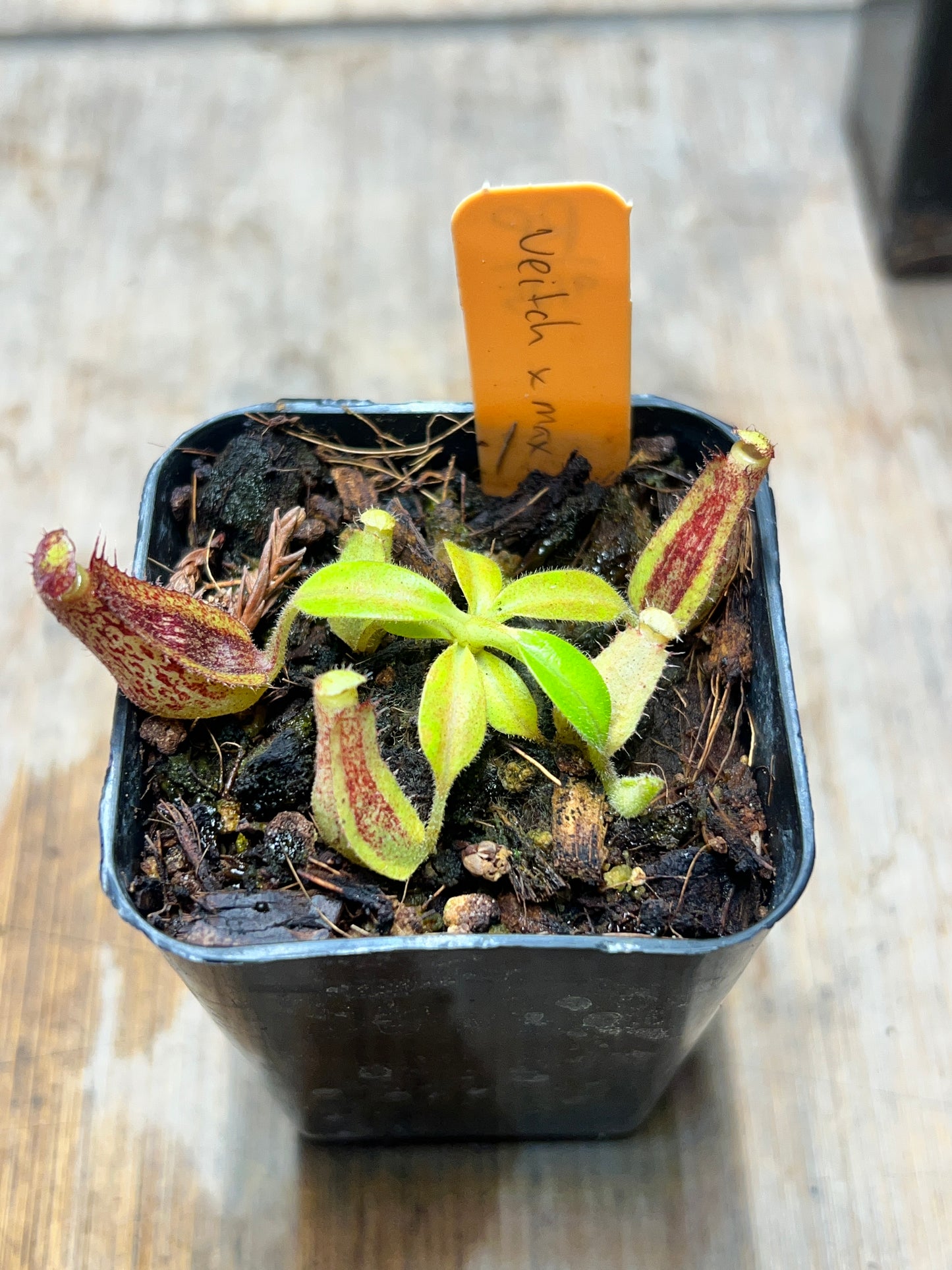 Nepenthes veitchii x maxima