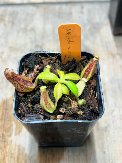 Nepenthes veitchii x maxima