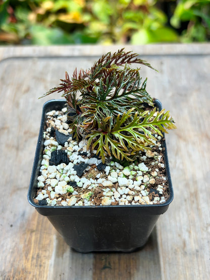 Begonia bipinnatifida