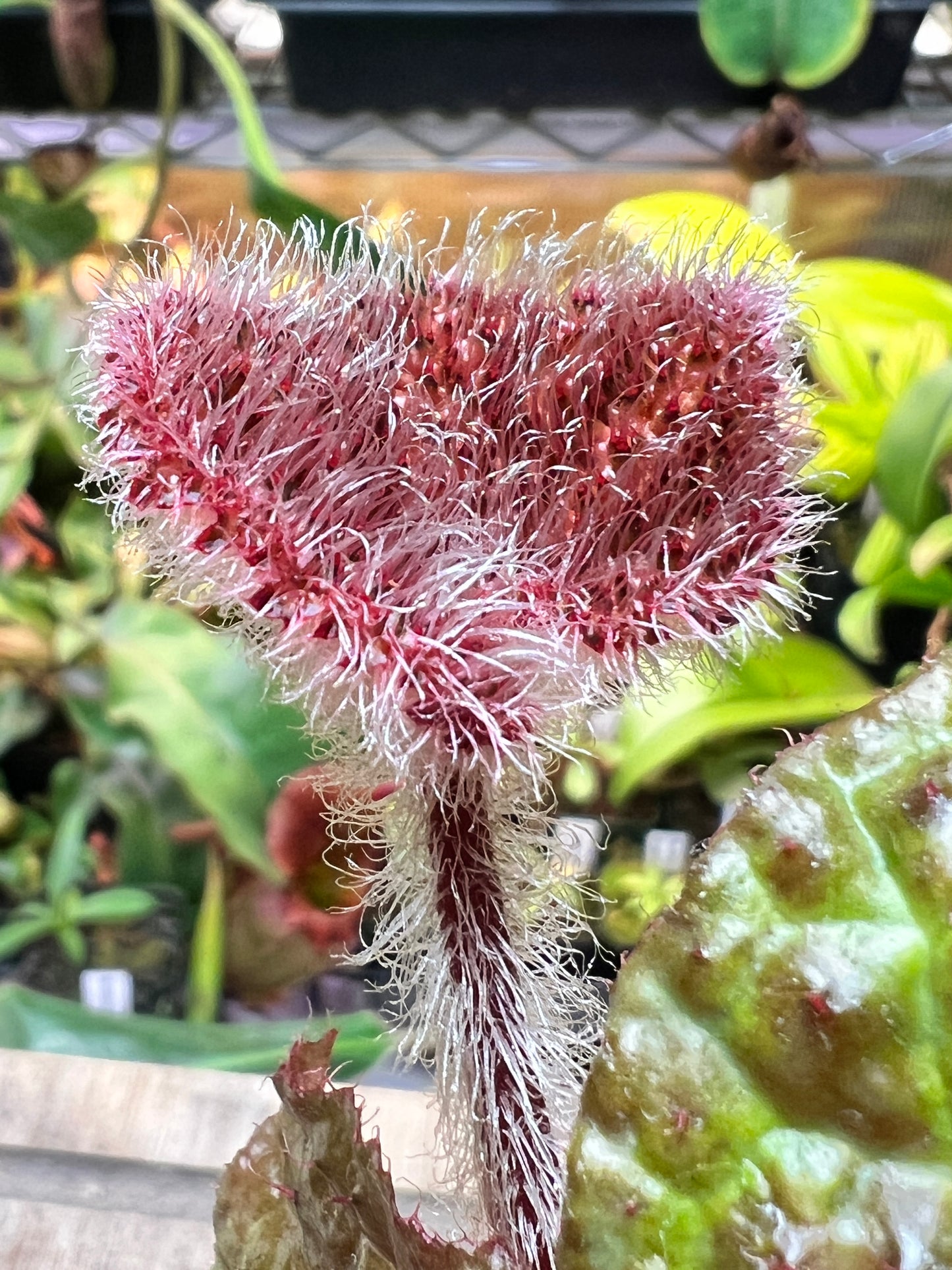 Begonia 'Steve's Leaves Texas Shield'