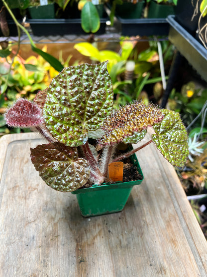 Begonia 'Steve's Leaves Texas Shield'