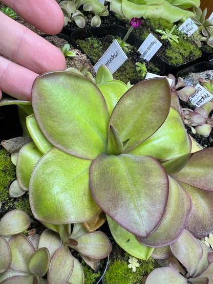 Pinguicula laueana