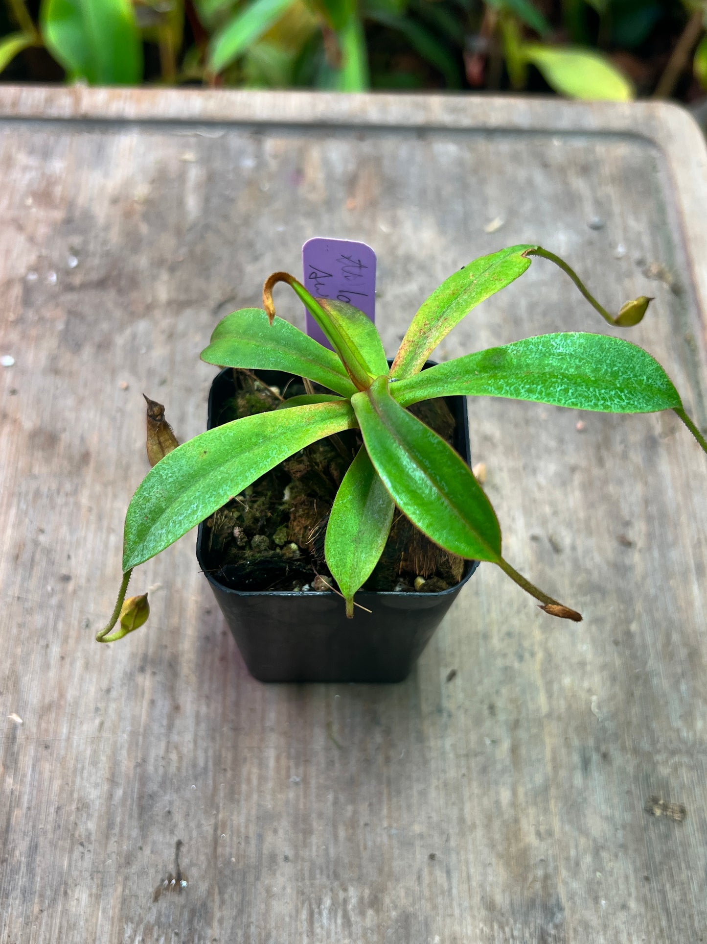 Nepenthes lavicola - Gng. Telong (AW-03) - Cloud Forest Flora