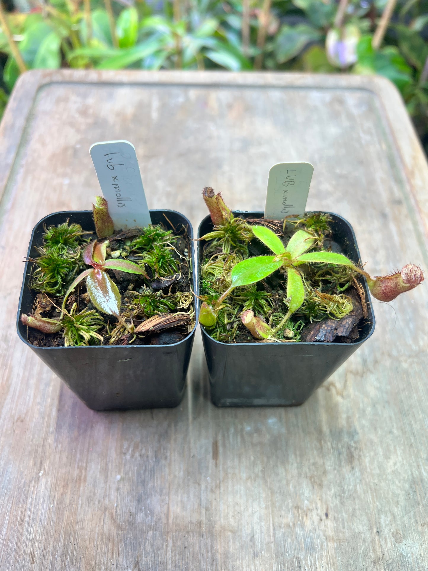 Nepenthes (LVB) x mollis