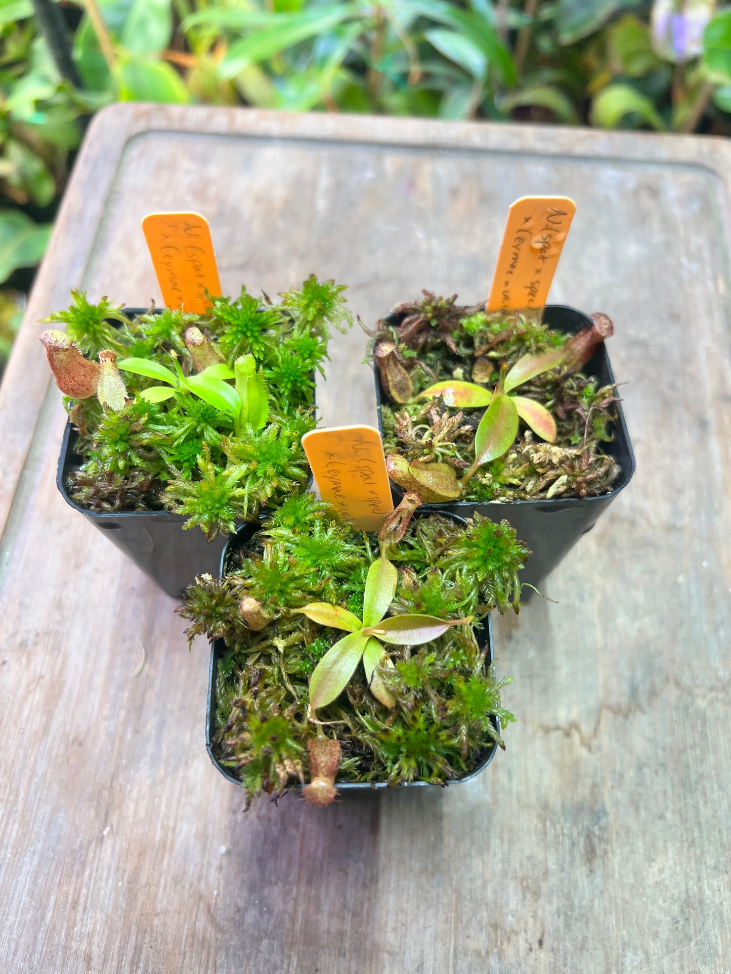 Nepenthes (spathulata x spectabilis) x (eymae x veitchii) - Cloud Forest Flora