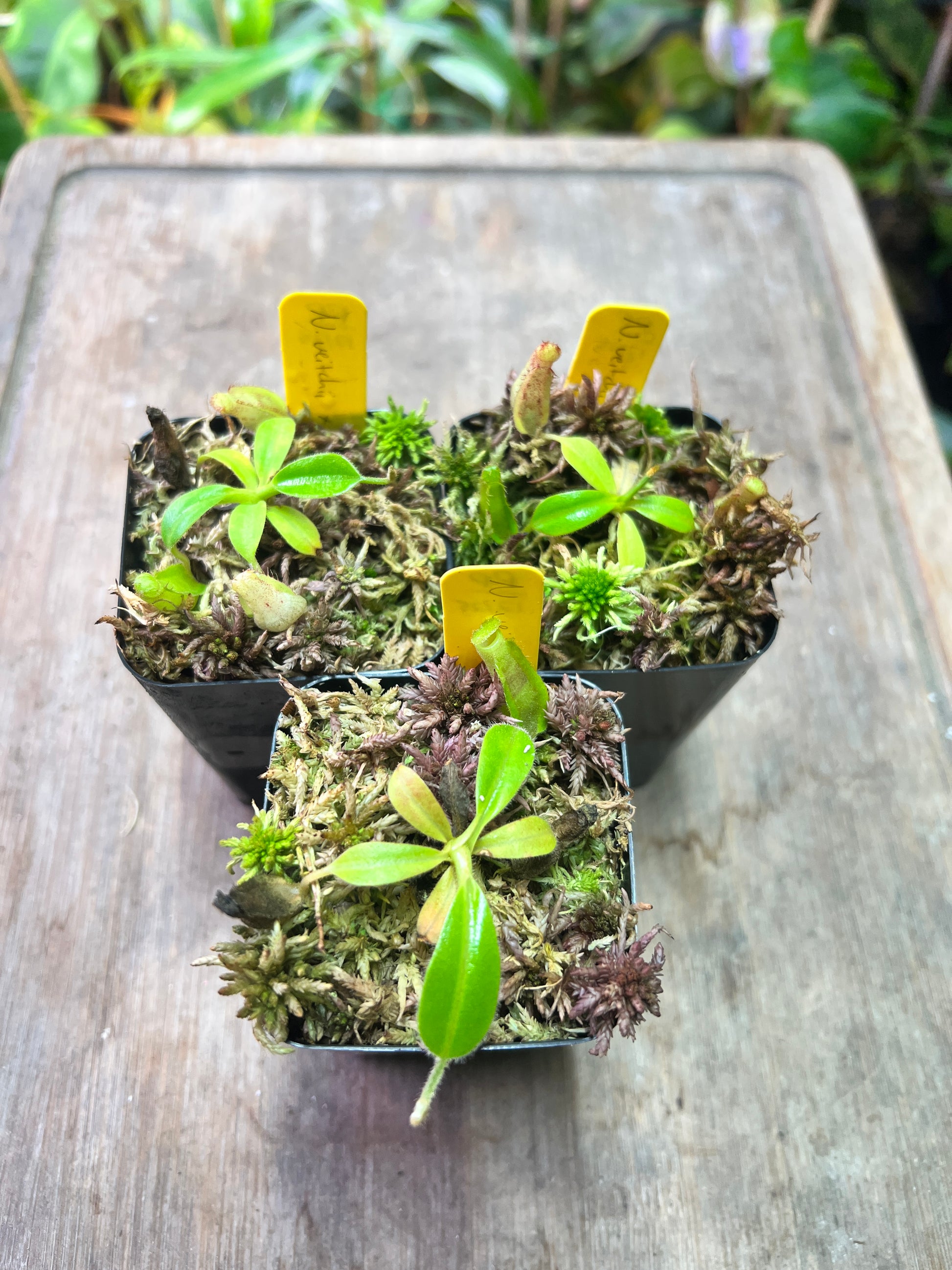 Nepenthes veitchii x maxima - Cloud Forest Flora