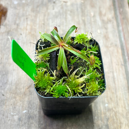 Nepenthes muluensis - Gng. Mulu (AW-01) - Cloud Forest Flora