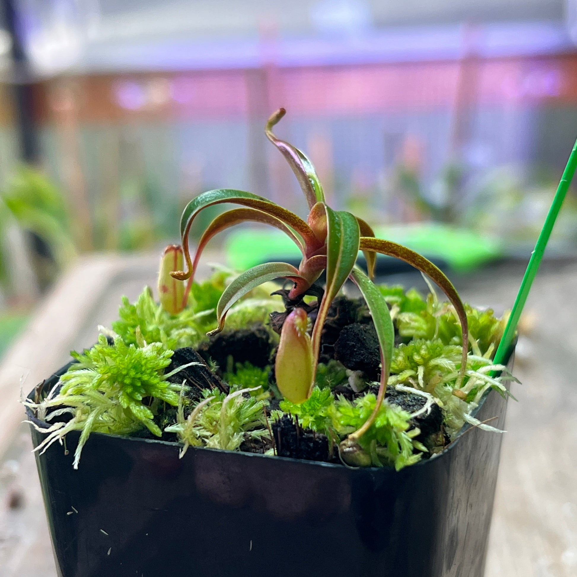 Nepenthes muluensis - Gng. Mulu (AW-01) - Cloud Forest Flora