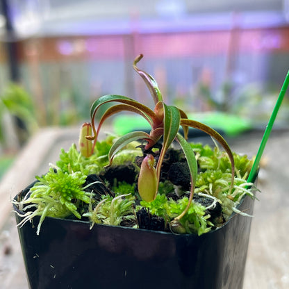 Nepenthes muluensis - Gng. Mulu (AW-01) - Cloud Forest Flora