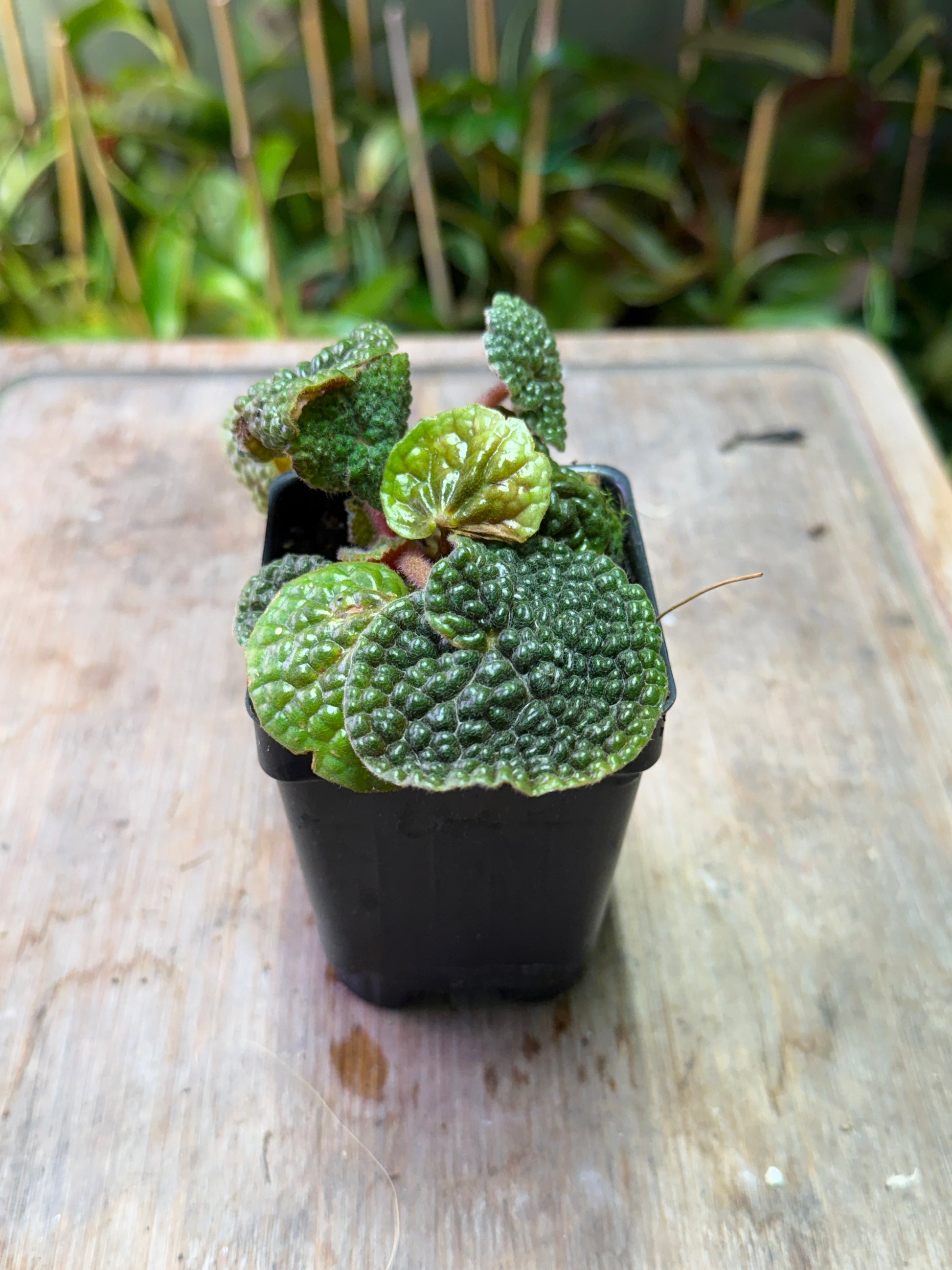Begonia bullatifolia - Cloud Forest Flora