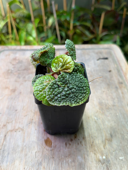 Begonia bullatifolia - Cloud Forest Flora