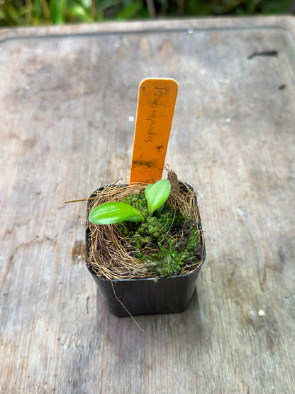 Pleurothallis restrepioides