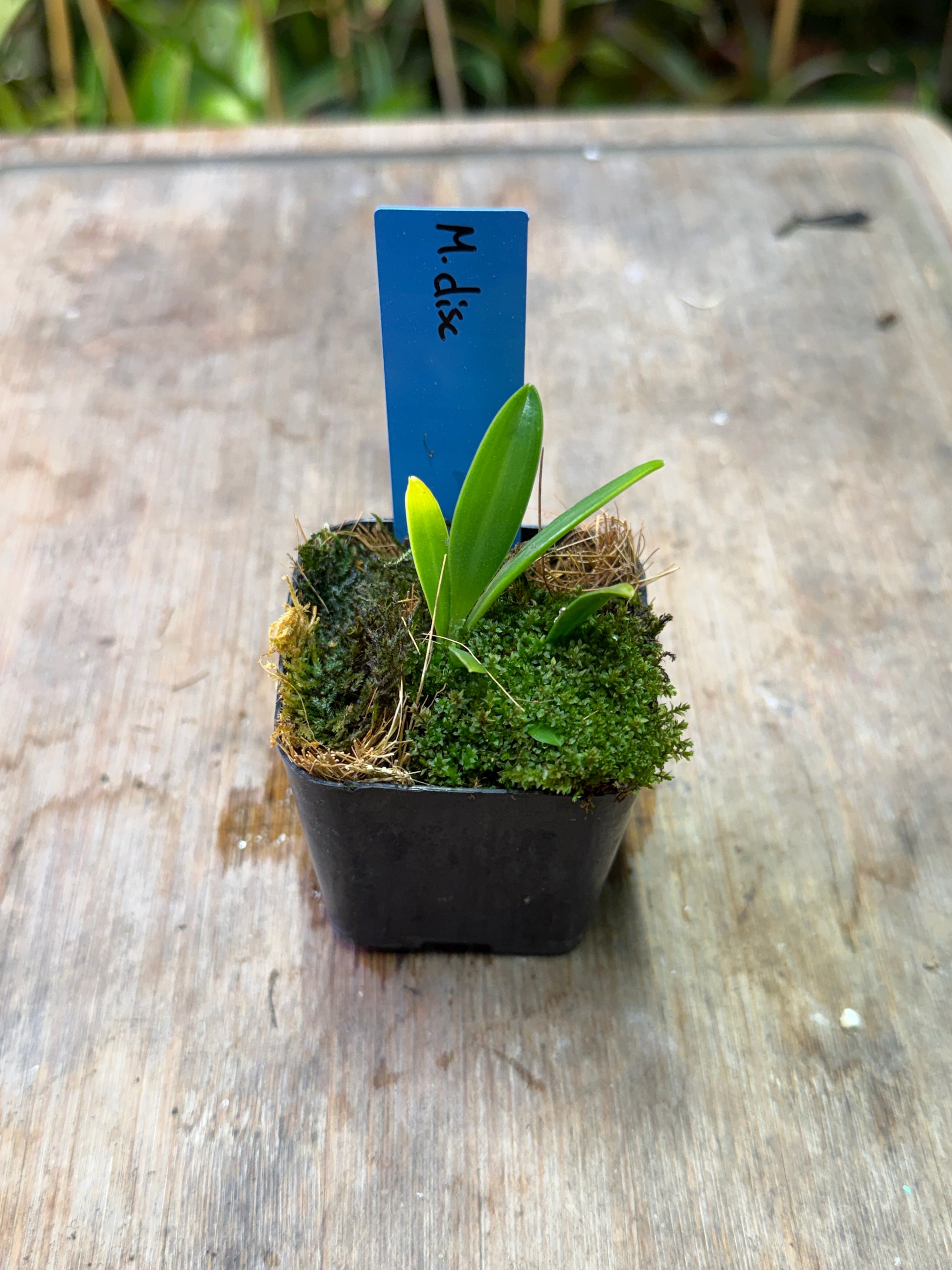 Masdevallia discoidea - Cloud Forest Flora