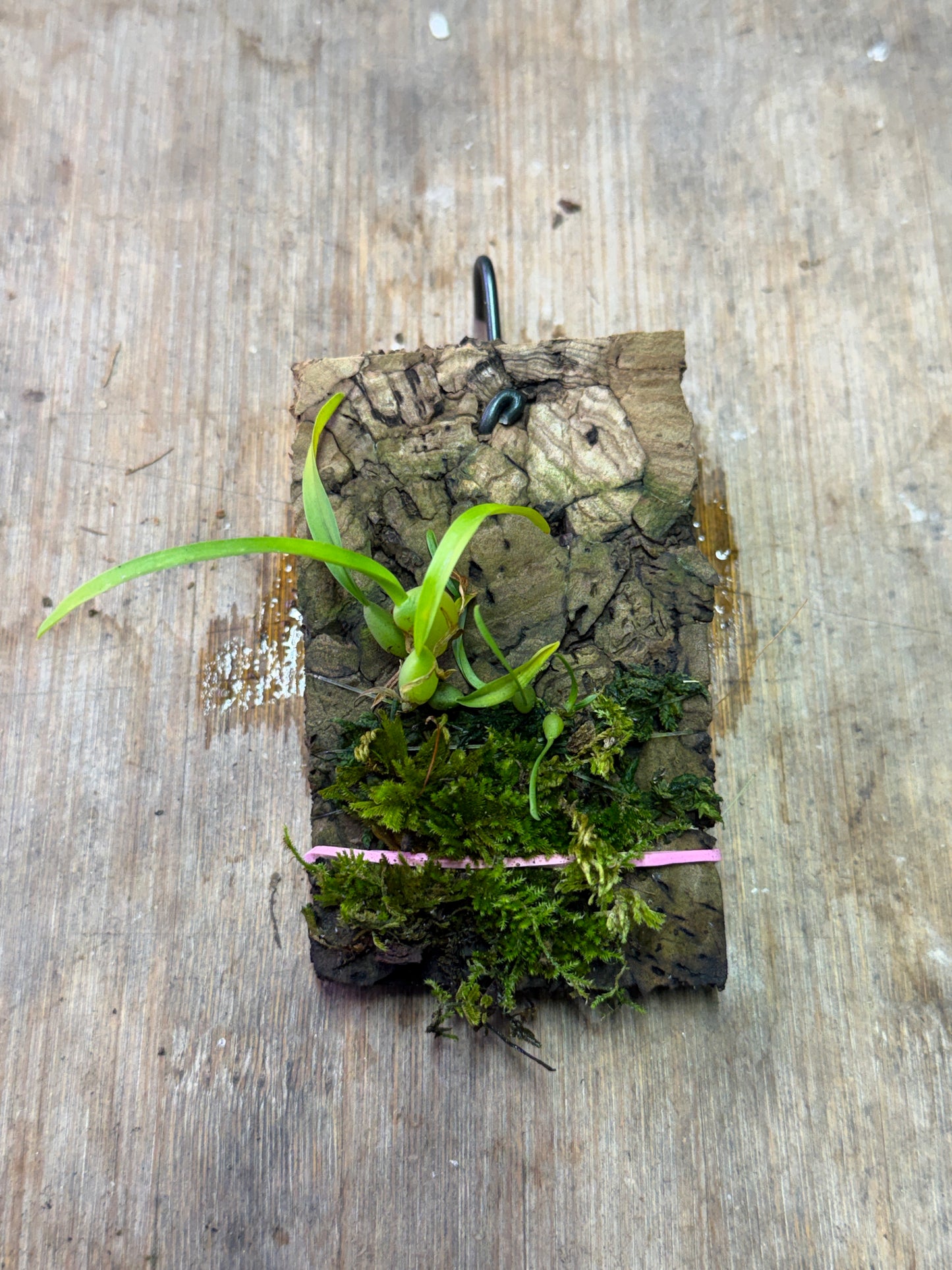Maxillaria variabilis Yellow