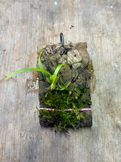 Maxillaria variabilis Yellow