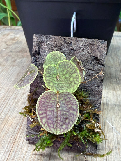 Lepanthes tentaculata - Cloud Forest Flora