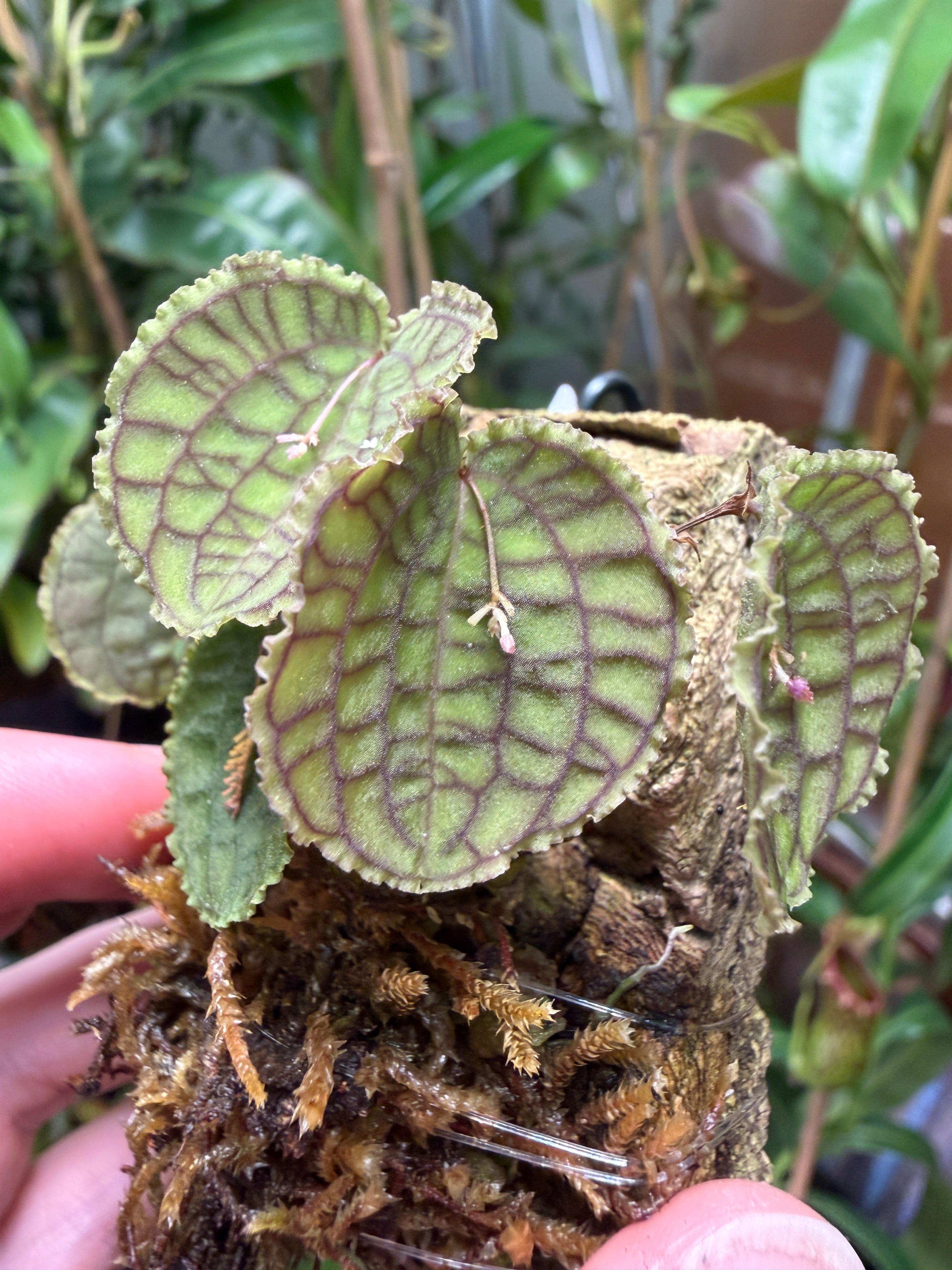 Lepanthes tentaculata – Cloud Forest Flora